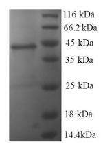 Greater than 90% as determined by SDS-PAGE.
