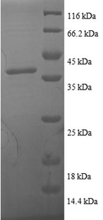 Greater than 90% as determined by SDS-PAGE.Recombinant Human Thioredoxin (TXN) Protein (GST)