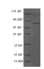 Greater than 90% as determined by SDS-PAGE.Recombinant Human Glucosidase 2 Subunit Beta (PRKCSH) Protein (GST)