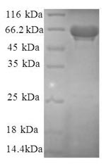 Greater than 90% as determined by SDS-PAGE.Recombinant Human Eukaryotic Translation Initiation Factor 3 Subunit F (EIF3F) Protein (GST)