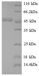 Greater than 90% as determined by SDS-PAGE.