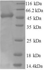 Greater than 90% as determined by SDS-PAGE.Recombinant Human Heterogeneous Nuclear Ribonucleoprotein Q (SYNCRIP) Protein (GST)