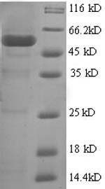 Greater than 90% as determined by SDS-PAGE.Recombinant Human Polycomb Complex Protein Bmi-1 (BMI1) Protein (GST)