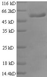 Greater than 90% as determined by SDS-PAGE.Recombinant Human Ras-Related Gtp-Binding Protein A (RRAGA) Protein (GST)