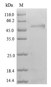 Greater than 90% as determined by SDS-PAGE.Recombinant Human Transcriptional Adapter 3 (TADA3) Protein (GST)