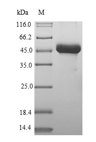 Greater than 90% as determined by SDS-PAGE.Recombinant Human Zinc Finger Protein 592 (ZNF592) Protein (GST)