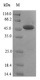 Greater than 90% as determined by SDS-PAGE.Recombinant Human Parkinson Disease Protein 7 (PARK7) Protein (GST)