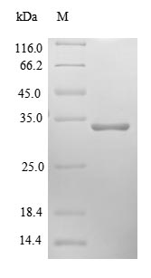 Greater than 90% as determined by SDS-PAGE.Recombinant Human Cytochrome B-C1 Complex Subunit 10 Protein (UQCR11) Protein (GST)