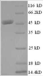 Greater than 90% as determined by SDS-PAGE.Recombinant Human Histone Acetyltransferase Myst2 (KAT7) Protein (GST)