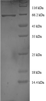 Greater than 90% as determined by SDS-PAGE.Recombinant Human Dnaj Homolog Subfamily B Member 1 (DNAJB1) Protein (GST)