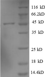 Greater than 90% as determined by SDS-PAGE.