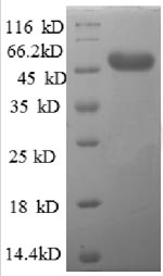 Greater than 90% as determined by SDS-PAGE.Recombinant Human Afg3-Like Protein 2 (AFG3L2) Protein (GST)