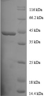Greater than 90% as determined by SDS-PAGE.