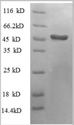 Greater than 90% as determined by SDS-PAGE.Recombinant Human Heterogeneous Nuclear Ribonucleoprotein H (HNRNPH1) Protein (GST)