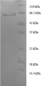 Greater than 90% as determined by SDS-PAGE.Recombinant Human Transaldolase (TALDO1) Protein (GST)