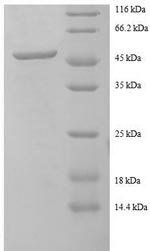 Greater than 90% as determined by SDS-PAGE.Recombinant Human Charged Multivesicular Body Protein 2A (CHMP2A) Protein (GST)