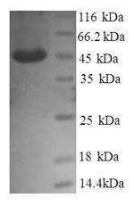 Greater than 90% as determined by SDS-PAGE.Recombinant Human Transmembrane Emp24 Domain-Containing Protein 9 (TMED9) Protein (GST)
