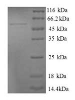 Greater than 90% as determined by SDS-PAGE.Recombinant Human 39S Ribosomal Protein L9, Mitochondrial (MRPL9) Protein (GST)