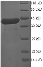 Greater than 90% as determined by SDS-PAGE.