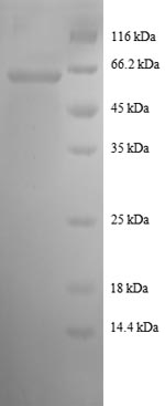 Greater than 90% as determined by SDS-PAGE.Recombinant Human Malate Dehydrogenase, Cytoplasmic Domain (MDH1) Protein (GST)