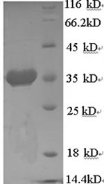 Greater than 90% as determined by SDS-PAGE.