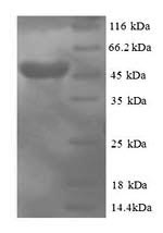 Greater than 90% as determined by SDS-PAGE.Recombinant Human Protein Canopy Homolog 2 (CNPY2) Protein (GST)