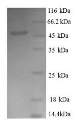 Greater than 90% as determined by SDS-PAGE.Recombinant Human Dr1-Associated Corepressor (DRAP1) Protein (GST)