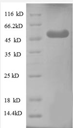 Greater than 90% as determined by SDS-PAGE.Recombinant Human Wd Repeat-Containing Protein 1 (WDR1) Protein (GST)