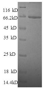 Greater than 90% as determined by SDS-PAGE.Recombinant Human Talin-1 (TLN1) Protein (GST)