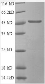 Greater than 90% as determined by SDS-PAGE.Recombinant Human Secretory Carrier-Associated Membrane Protein 3 (SCAMP3) Protein (GST)