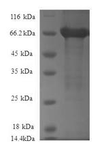 Greater than 90% as determined by SDS-PAGE.Recombinant Human Rho Guanine Nucleotide Exchange Factor 18 (ARHGEF18) Protein (GST)