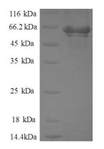 Greater than 90% as determined by SDS-PAGE.