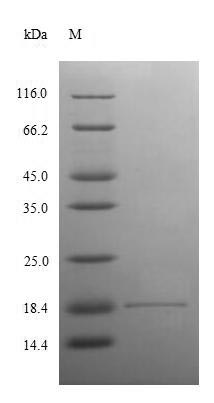 Greater than 90% as determined by SDS-PAGE.Recombinant Human Angiogenin (ANG) Protein (His)