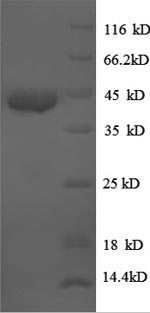 Greater than 90% as determined by SDS-PAGE.Recombinant Human Bone Morphogenetic Protein 7 (BMP7) Protein (GST)