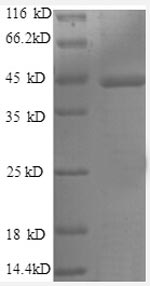 Greater than 90% as determined by SDS-PAGE.Recombinant Human Caspase-1 (CASP1) Protein (GST)