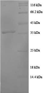 Greater than 90% as determined by SDS-PAGE.