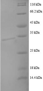 Greater than 90% as determined by SDS-PAGE.