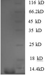 Greater than 90% as determined by SDS-PAGE.