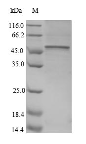 Greater than 90% as determined by SDS-PAGE.Recombinant Human Cd40 Ligand (CD40LG) Protein (GST)