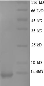 Greater than 90% as determined by SDS-PAGE.