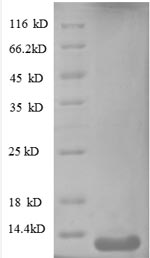 Greater than 90% as determined by SDS-PAGE.Recombinant Human C-X-C Motif Chemokine 10 Protein (CXCL10) Protein (His)