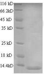 Greater than 90% as determined by SDS-PAGE.Recombinant Human C-X-C Motif Chemokine 13 Protein (CXCL13) Protein (His)