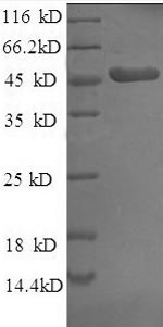 Greater than 90% as determined by SDS-PAGE.