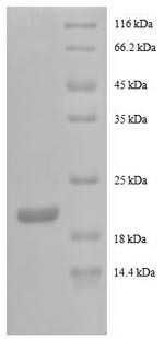 Greater than 90% as determined by SDS-PAGE.