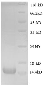 Greater than 90% as determined by SDS-PAGE.