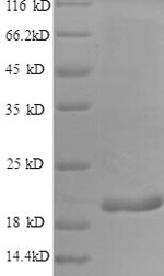 Greater than 90% as determined by SDS-PAGE.