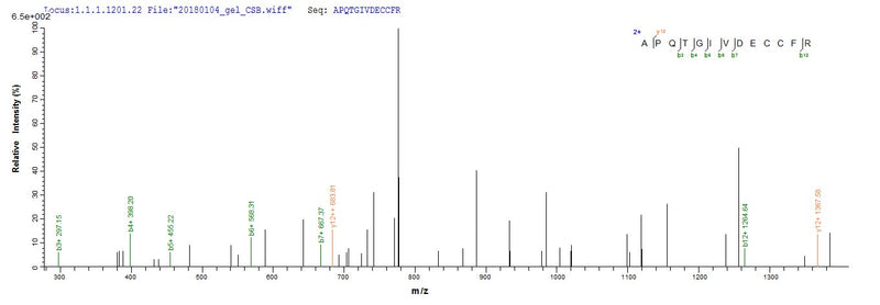 Based on the SEQUEST from database of E.coli host and target protein, the LC-MS/MS Analysis result of this product could indicate that this peptide derived from E.coli-expressed Homo sapiens (Human) IGF1.Recombinant Human Insulin-Like Growth Factor I (IGF1) Protein (GST)