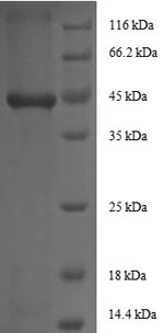 Greater than 90% as determined by SDS-PAGE.Recombinant Human Insulin-Like Growth Factor I (IGF1) Protein (GST)