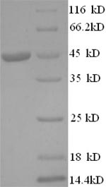 Greater than 90% as determined by SDS-PAGE.