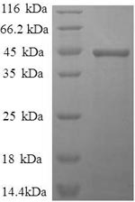 Greater than 90% as determined by SDS-PAGE.